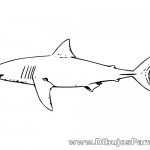 Dibujo de un Tiburón Blanco