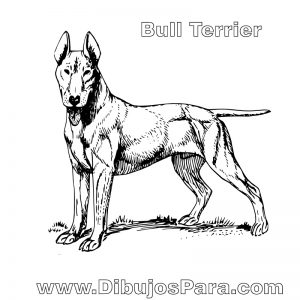 Dibujo de perro Bull Terrier